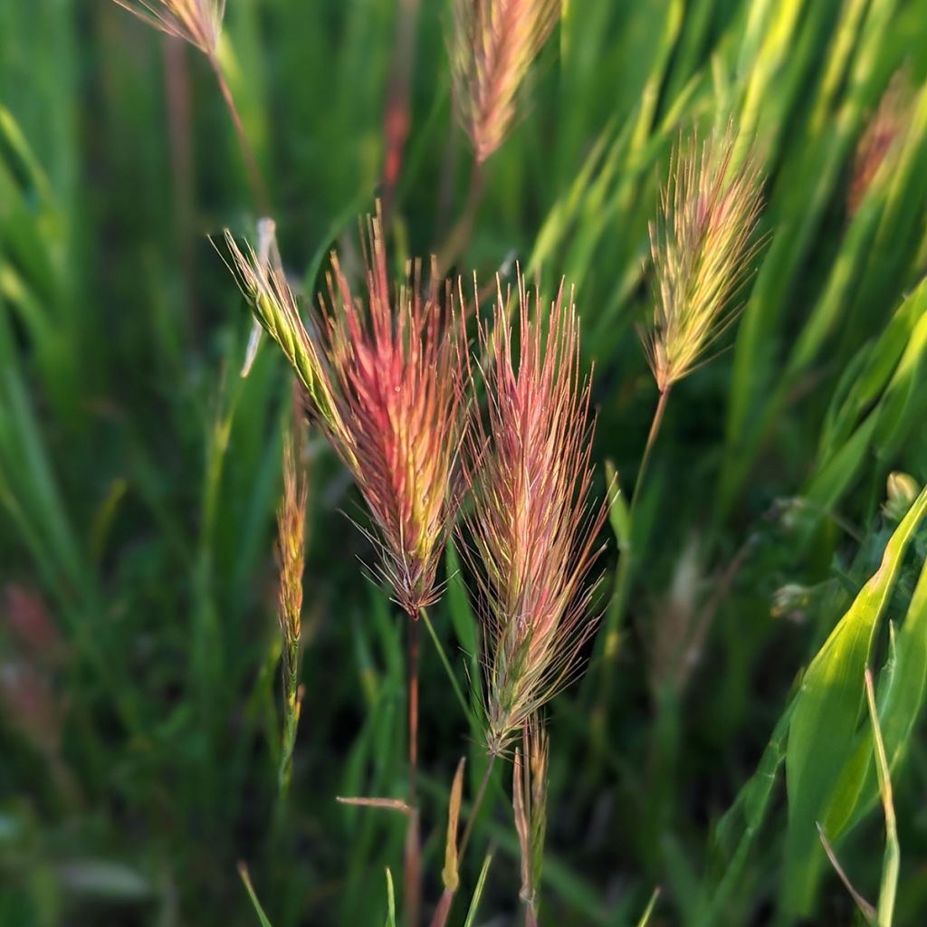 Kattara (siemenet) - Bromus rubens