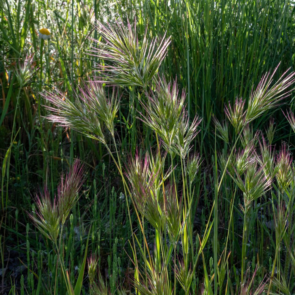 Kattara (siemenet) - Bromus rubens