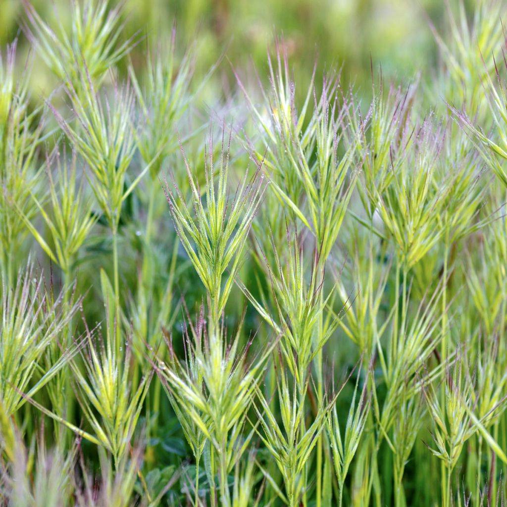 Kattara (siemenet) - Bromus rubens