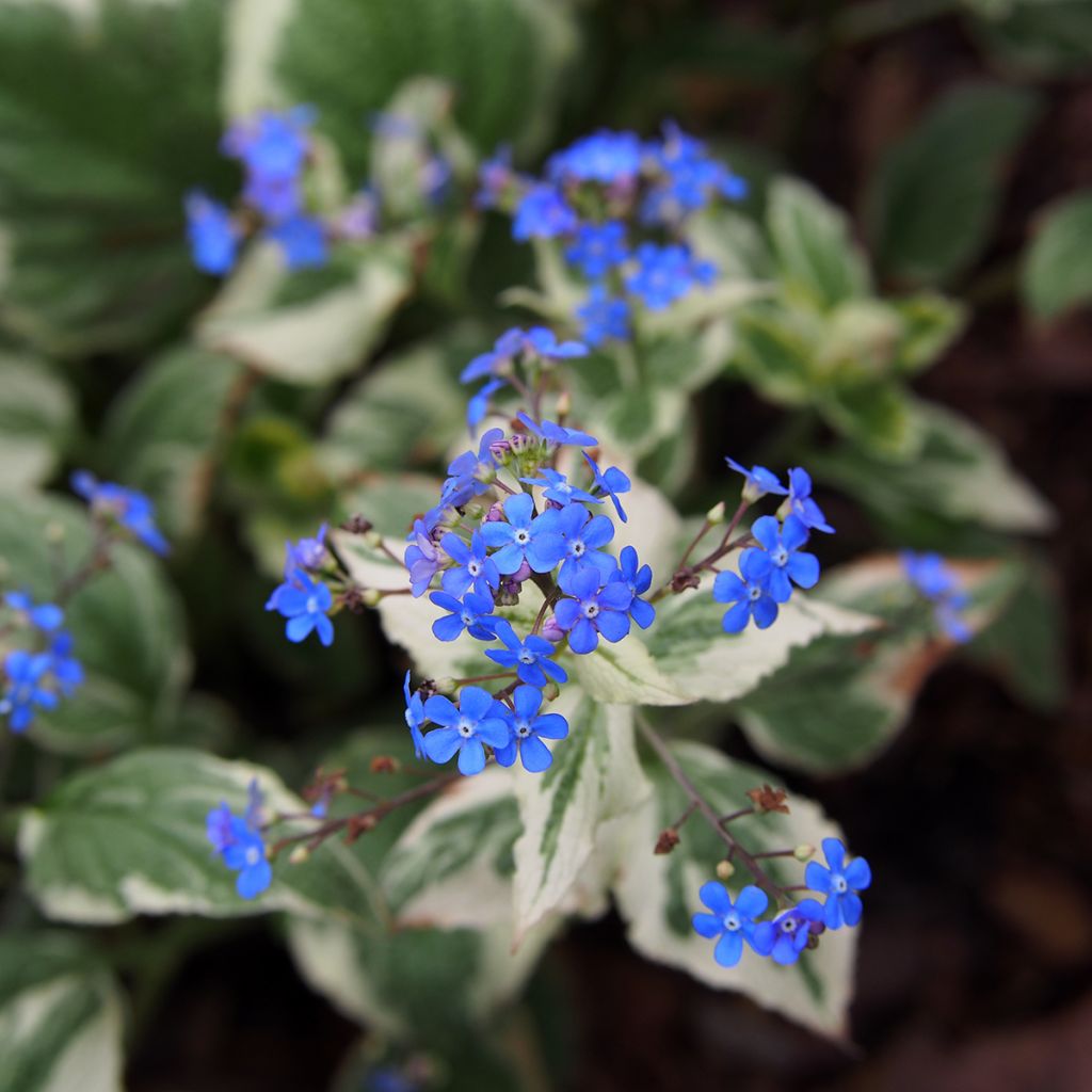 Kaukasianrotkolemmikki Variegata