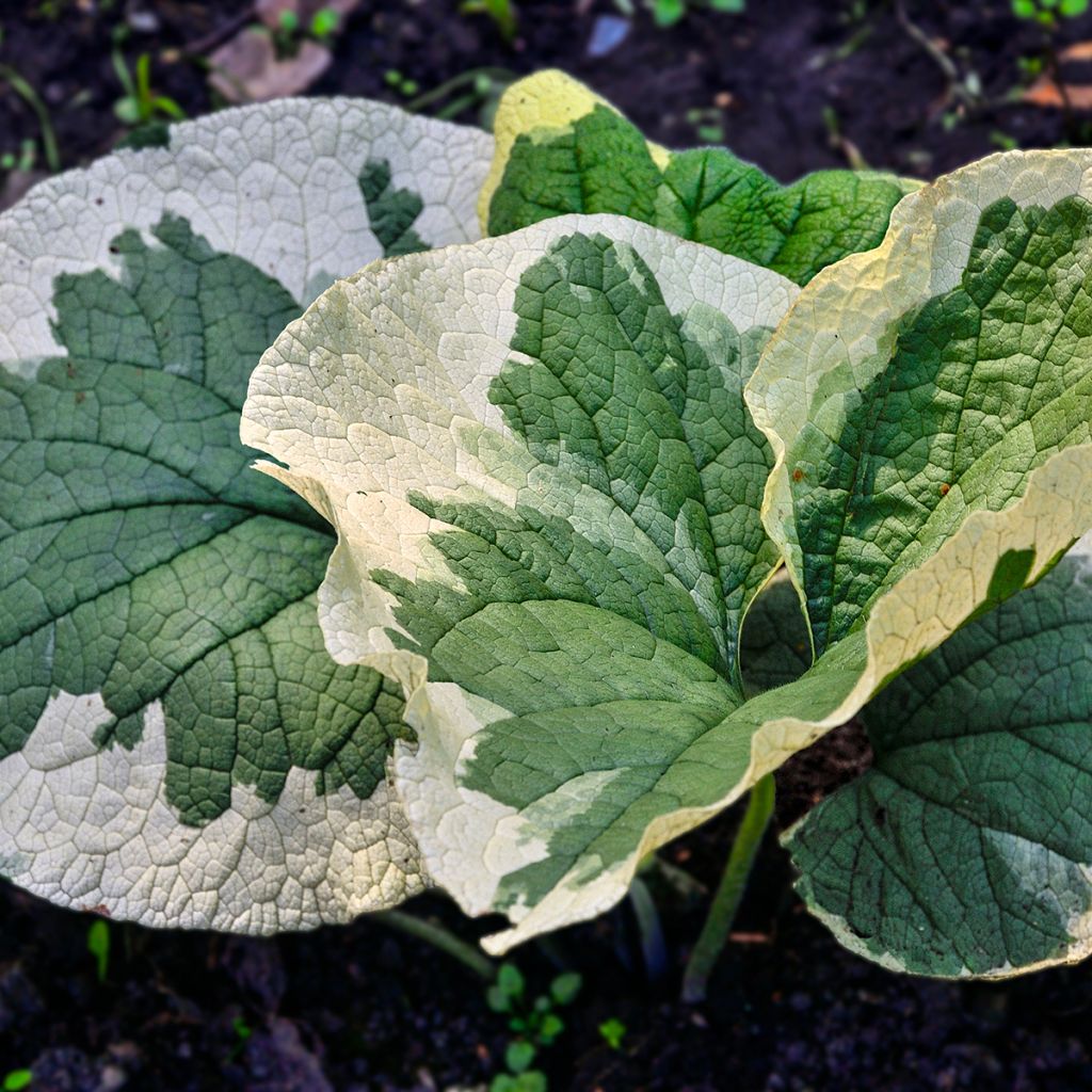 Kaukasianrotkolemmikki Variegata