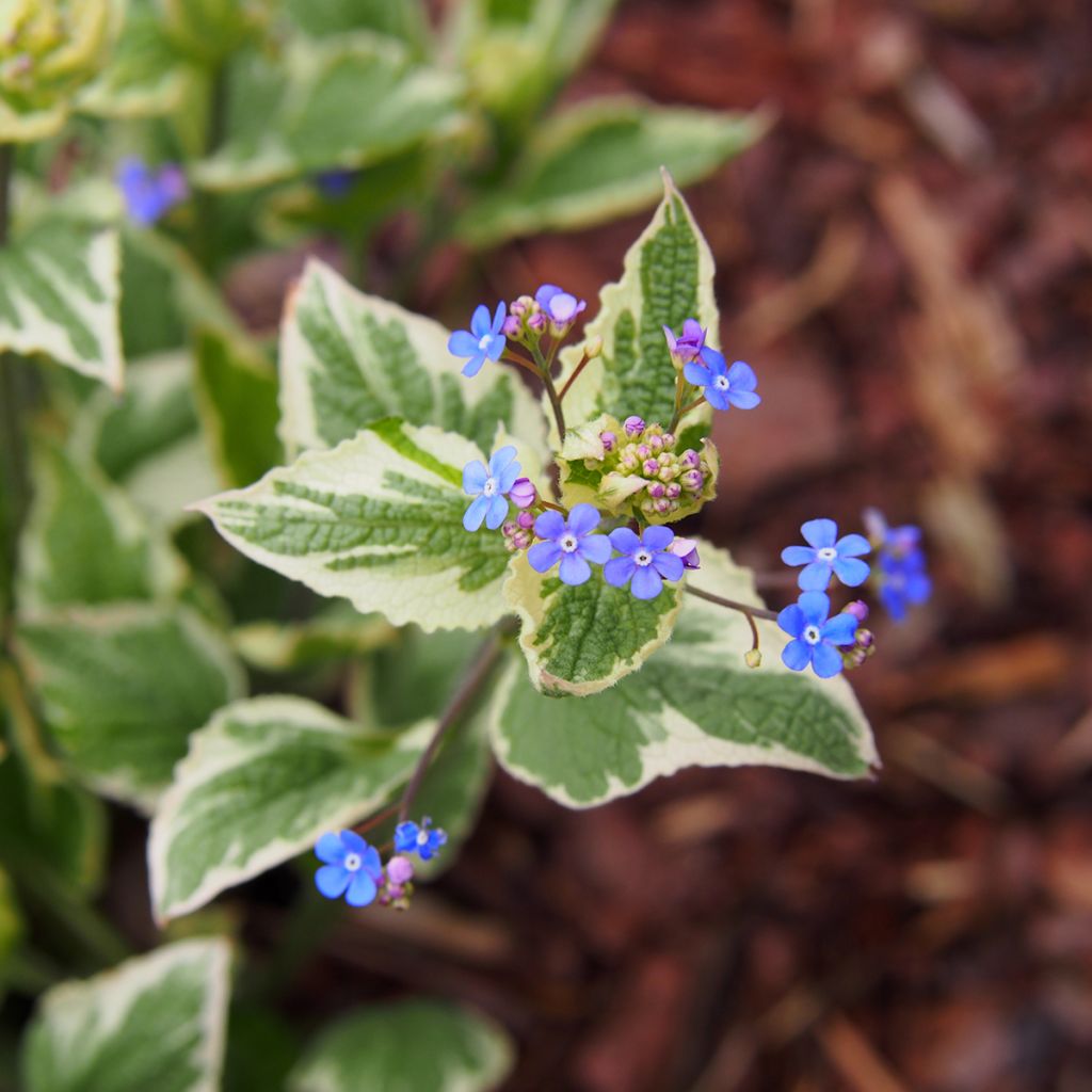 Kaukasianrotkolemmikki Variegata
