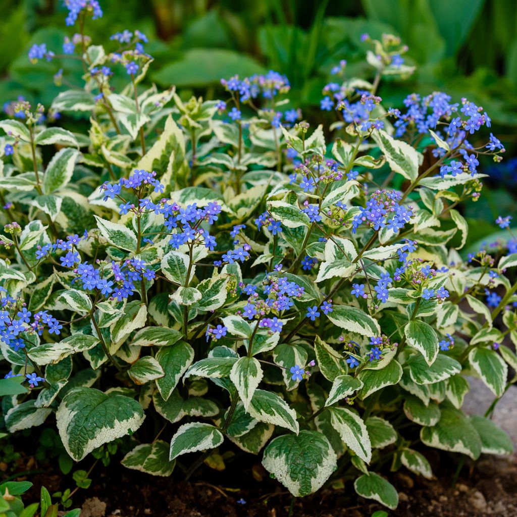 Kaukasianrotkolemmikki Variegata