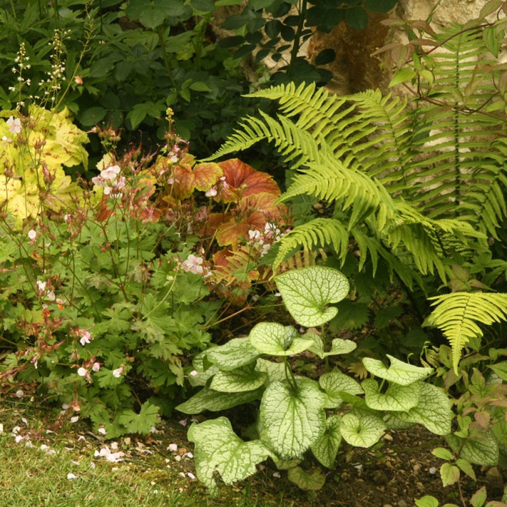 Kaukasianrotkolemmikki Jack Frost