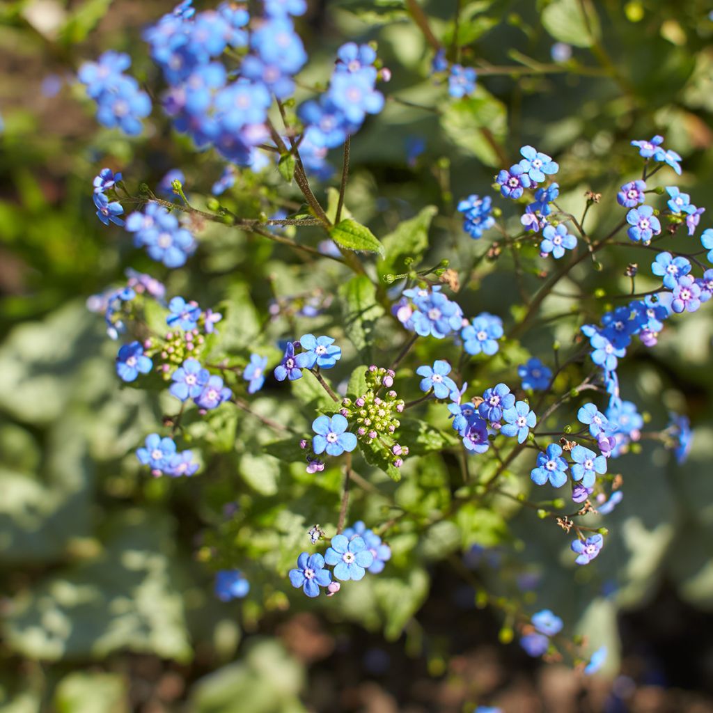 Kaukasianrotkolemmikki Looking Glass
