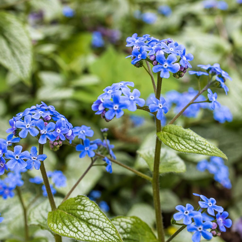 Kaukasianrotkolemmikki - Brunnera macrophylla
