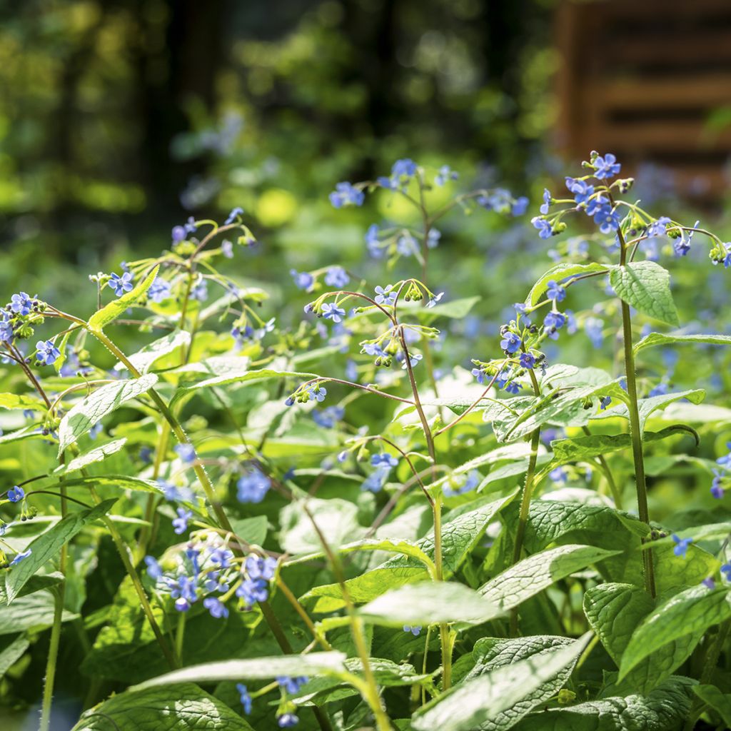 Kaukasianrotkolemmikki - Brunnera macrophylla