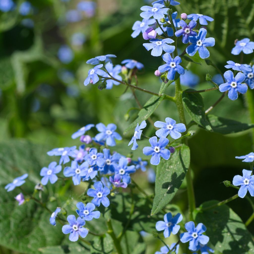 Kaukasianrotkolemmikki - Brunnera macrophylla