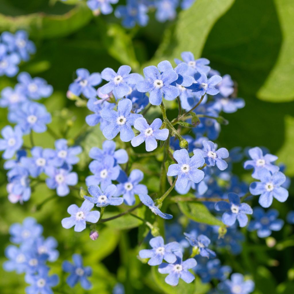Kaukasianrotkolemmikki - Brunnera macrophylla