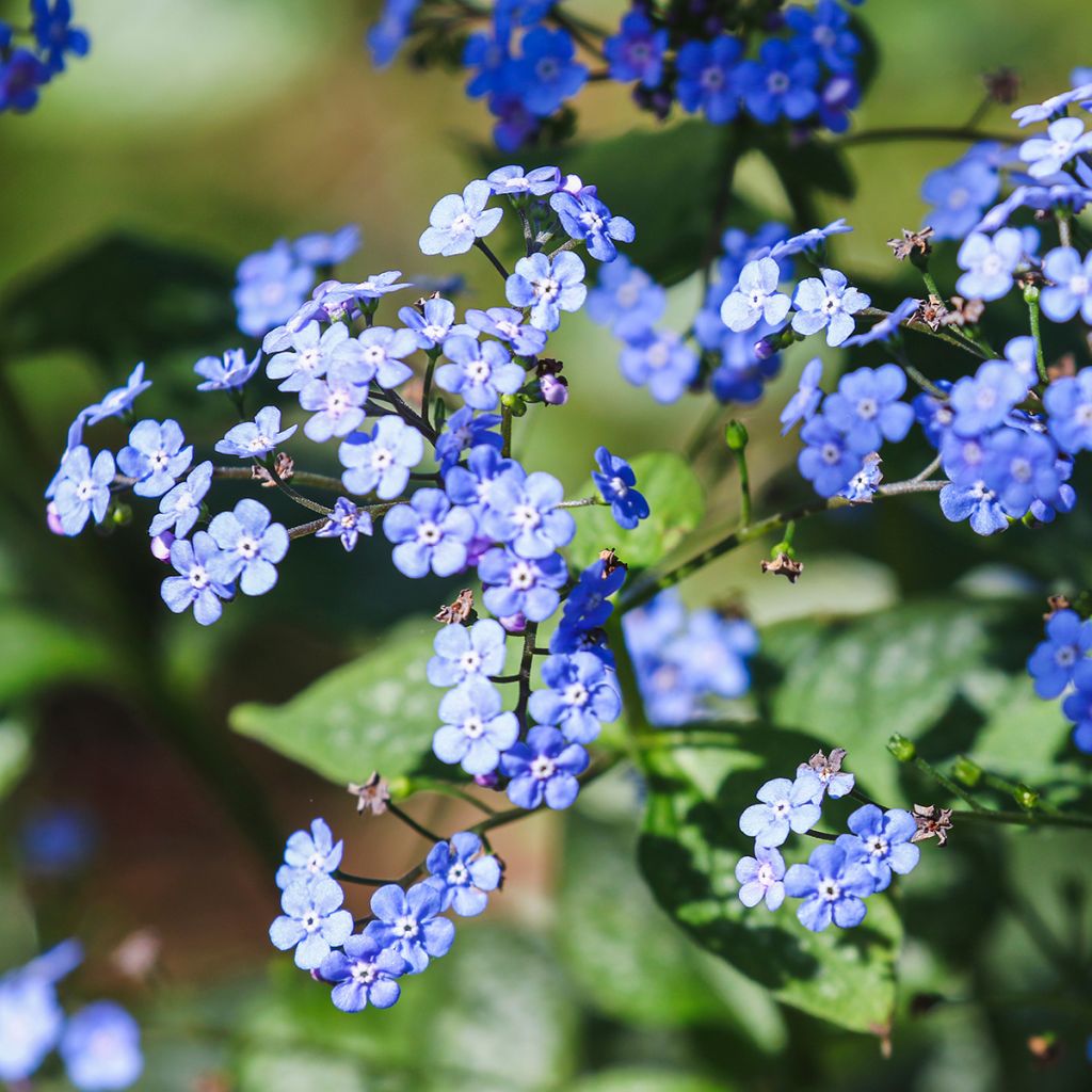 Kaukasianrotkolemmikki - Brunnera macrophylla