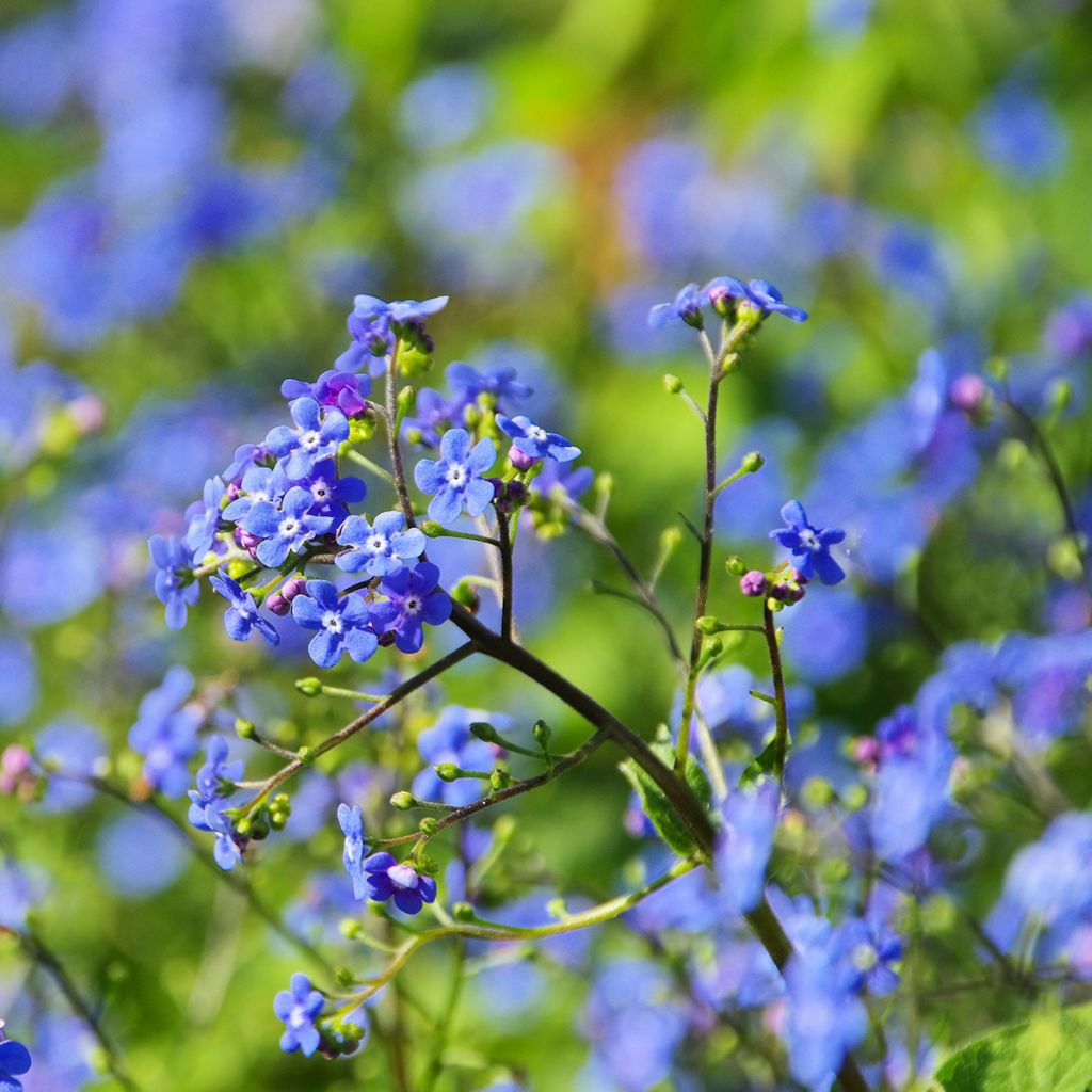 Kaukasianrotkolemmikki - Brunnera macrophylla