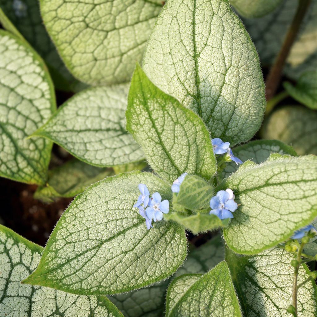 Kaukasianrotkolemmikki Silver Heart