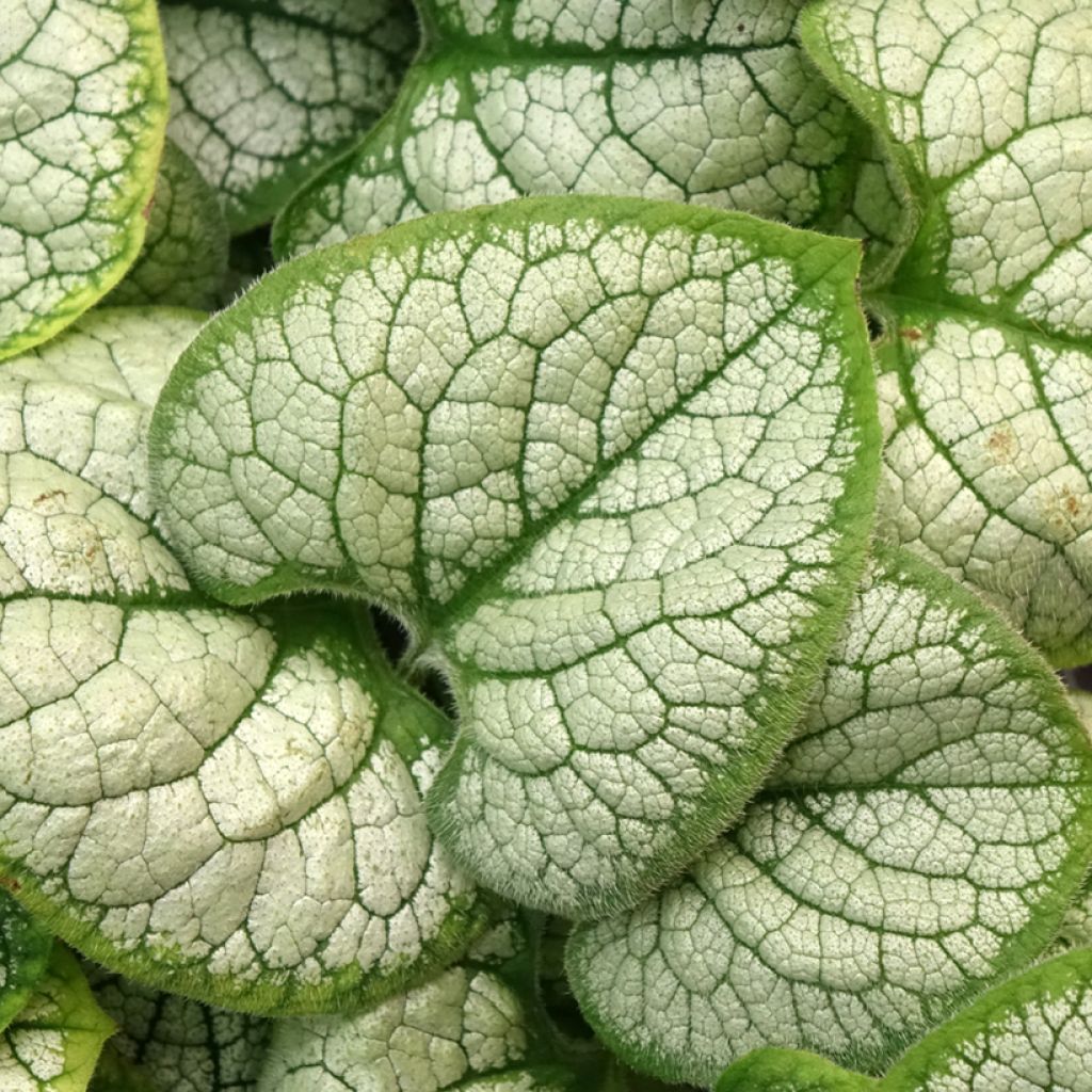 Kaukasianrotkolemmikki Silver Heart