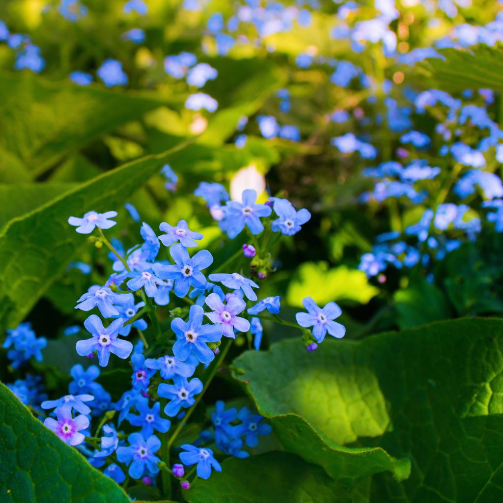 Siperianrotkolemmikki - Brunnera sibirica