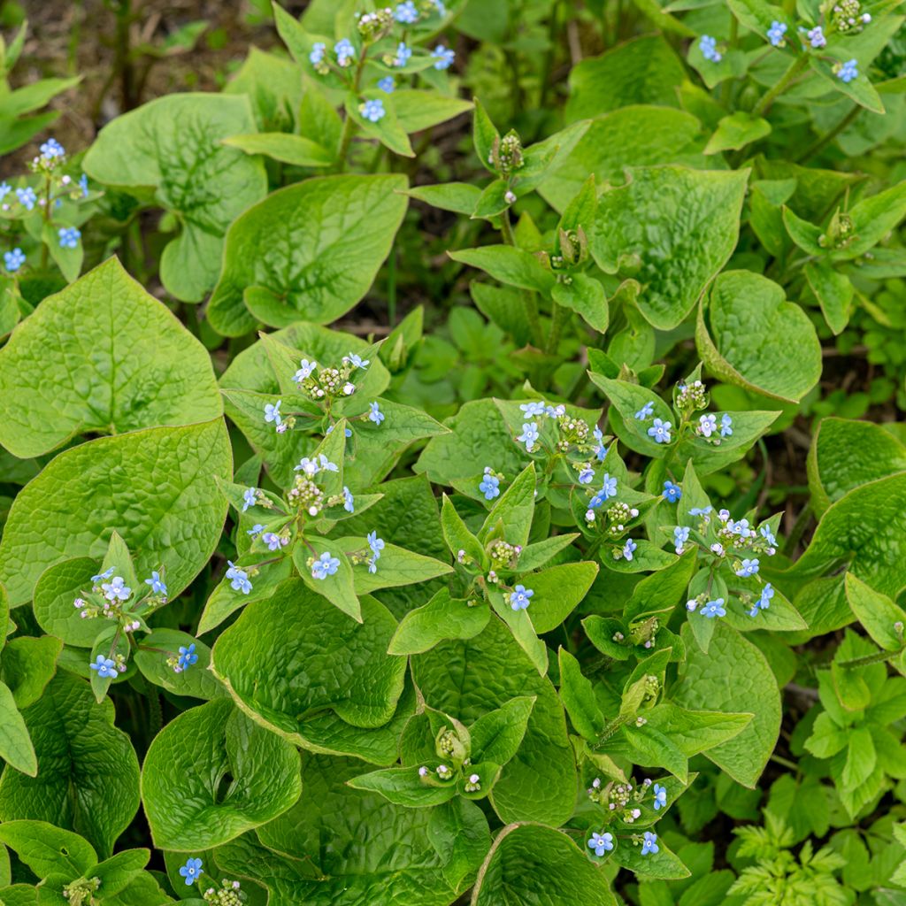 Siperianrotkolemmikki - Brunnera sibirica