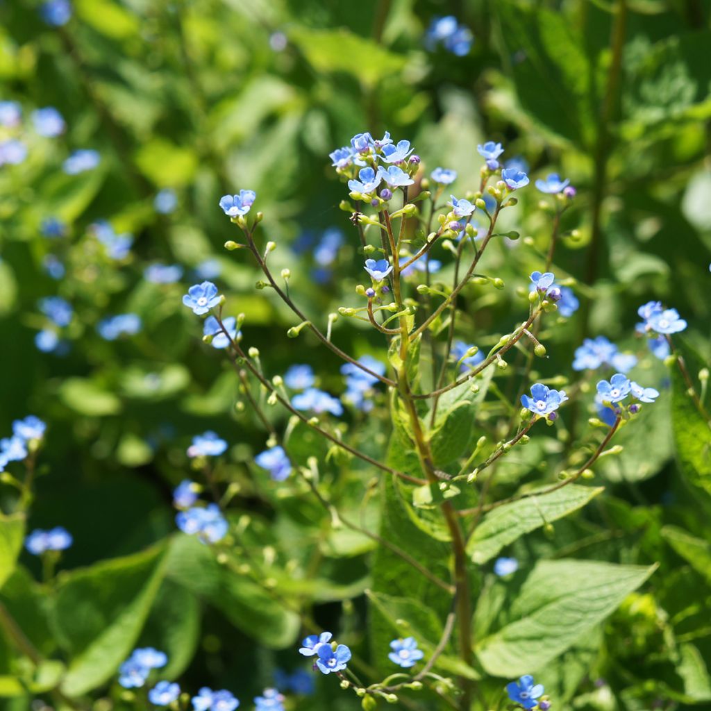 Siperianrotkolemmikki - Brunnera sibirica