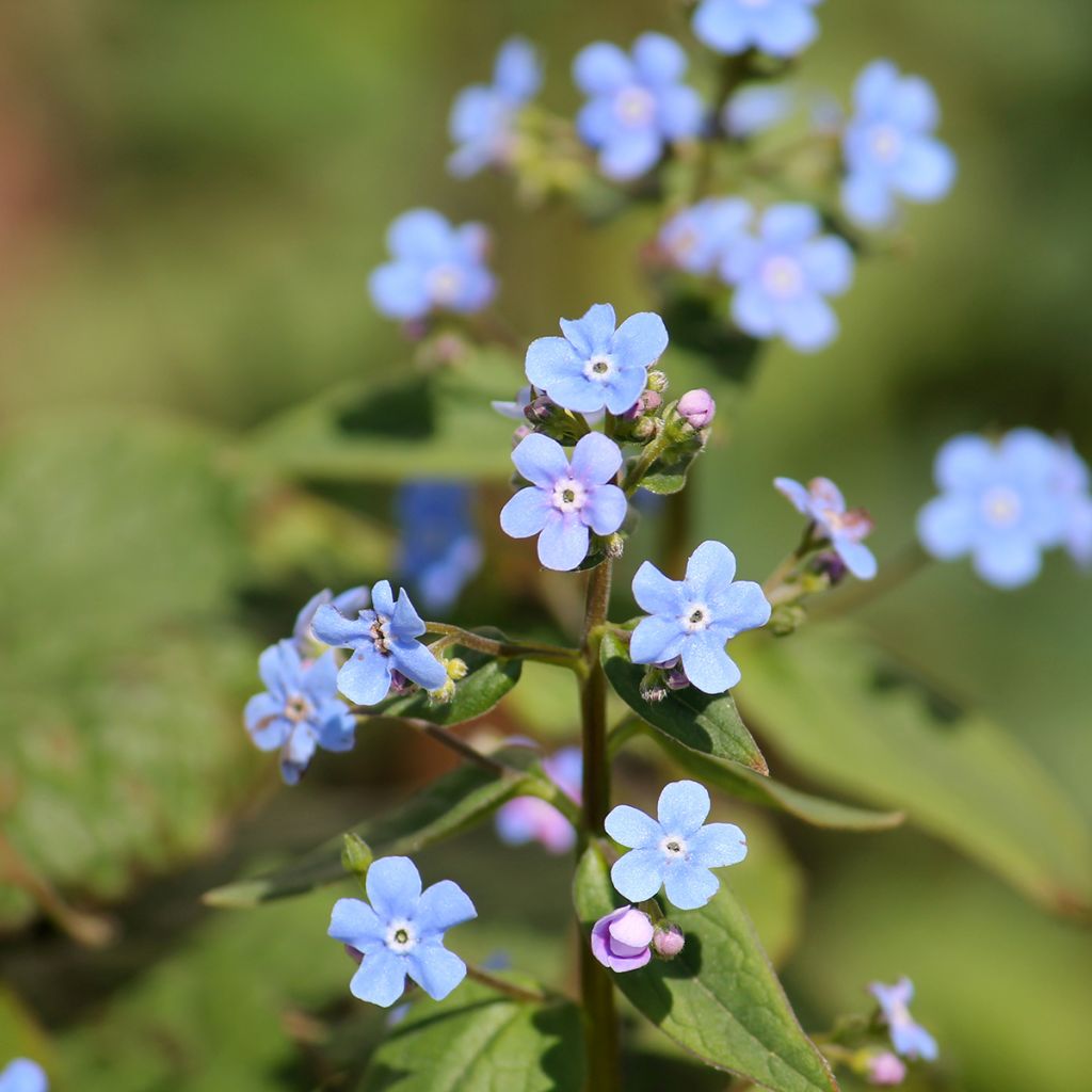 Siperianrotkolemmikki - Brunnera sibirica