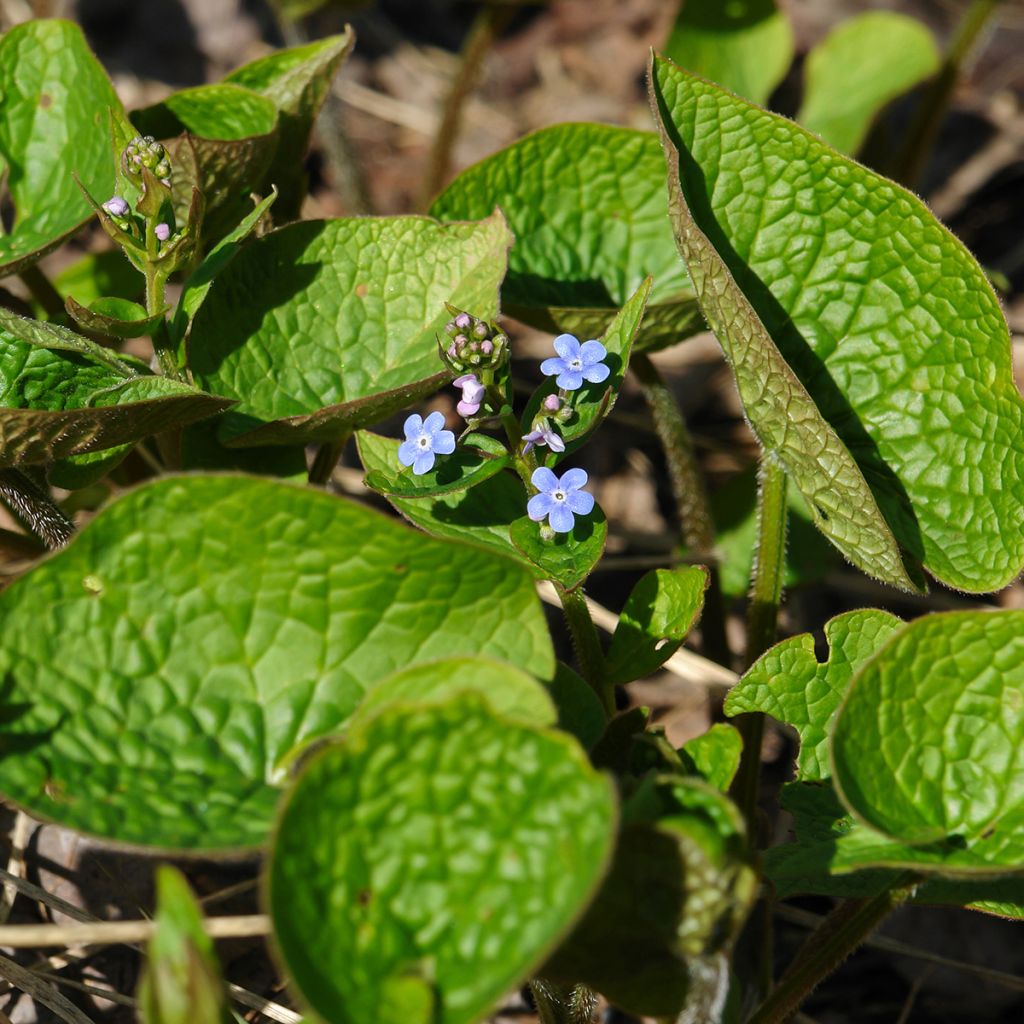 Siperianrotkolemmikki - Brunnera sibirica