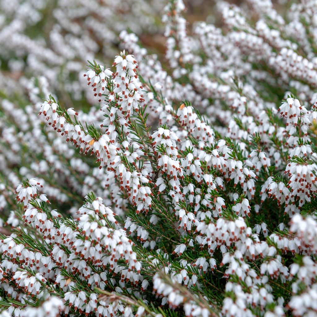 Lumikellokanerva Springwood White