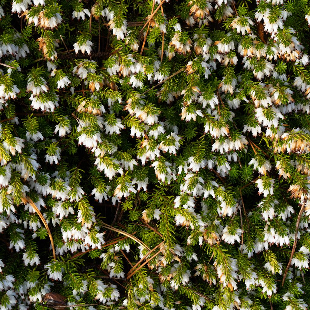 Lumikellokanerva Springwood White