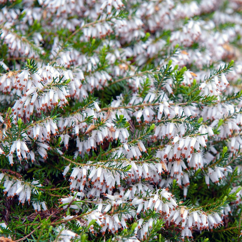Lumikellokanerva Springwood White