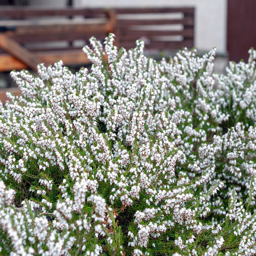 Lumikellokanerva Springwood White