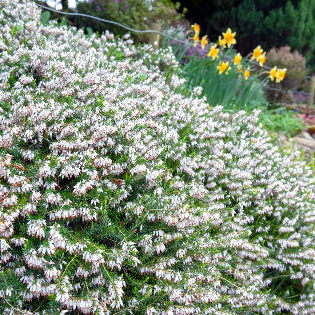 Lumikellokanerva Springwood White