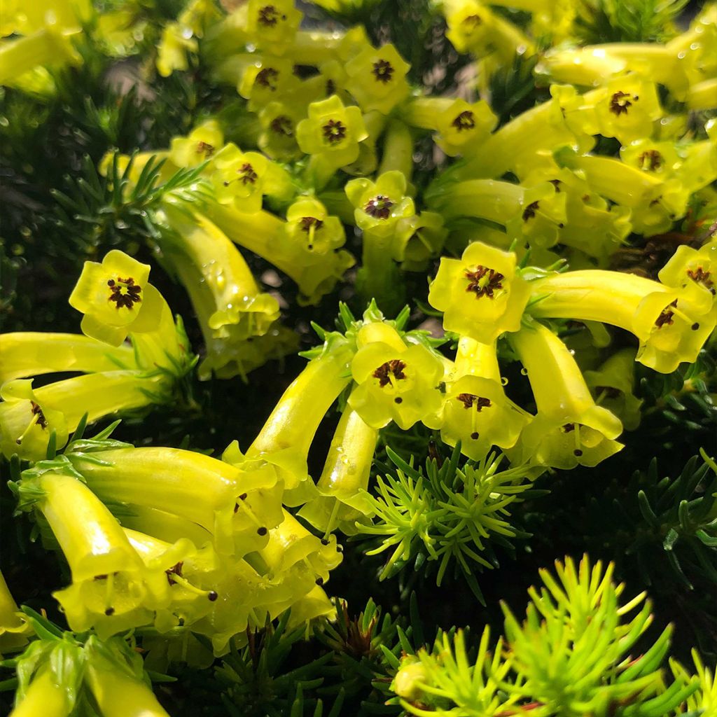 Kellokanerva Limoncello