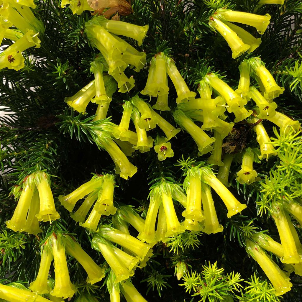 Kellokanerva Limoncello