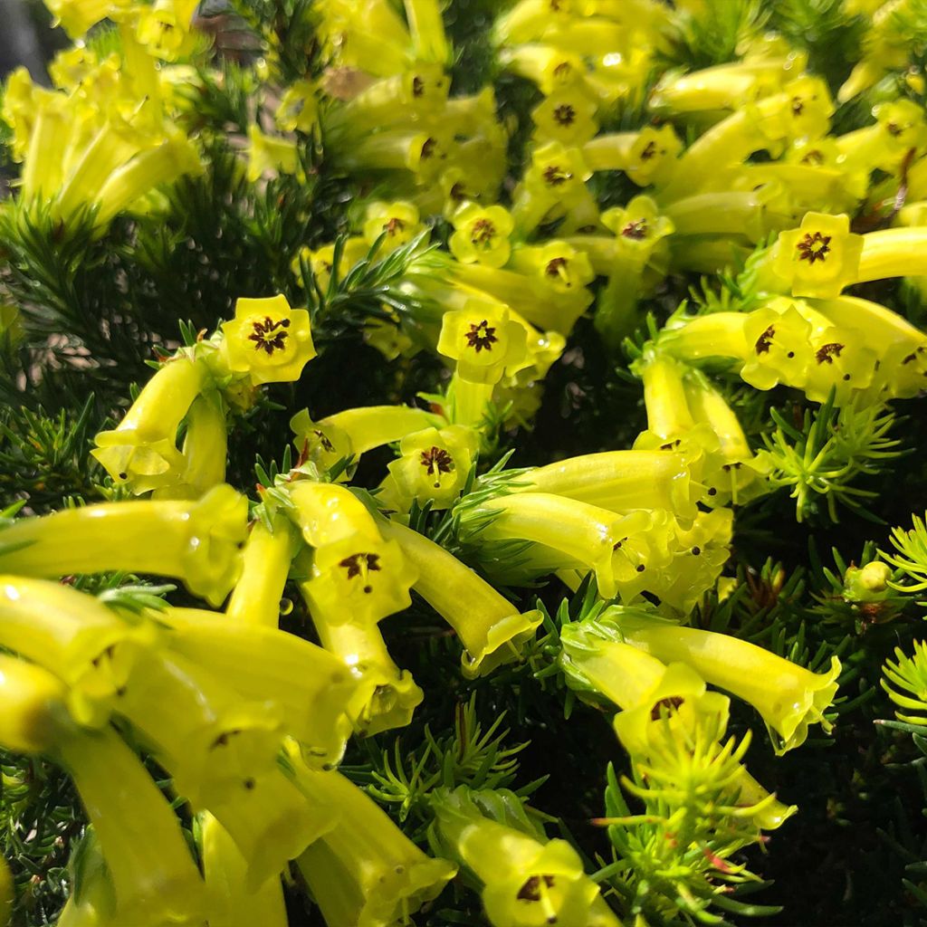 Kellokanerva Limoncello
