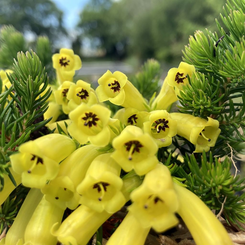 Kellokanerva Limoncello