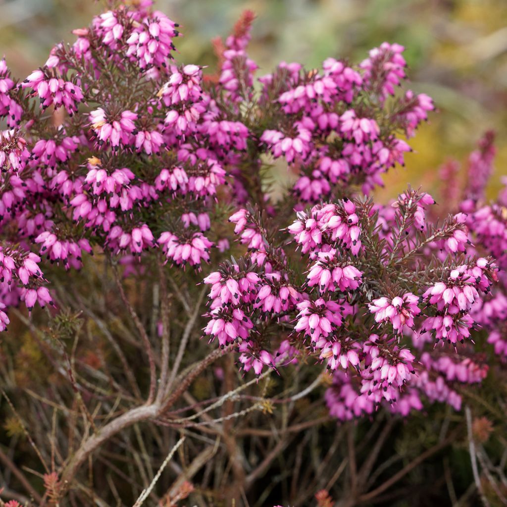 Kaunokellokanerva Kramer's Rote