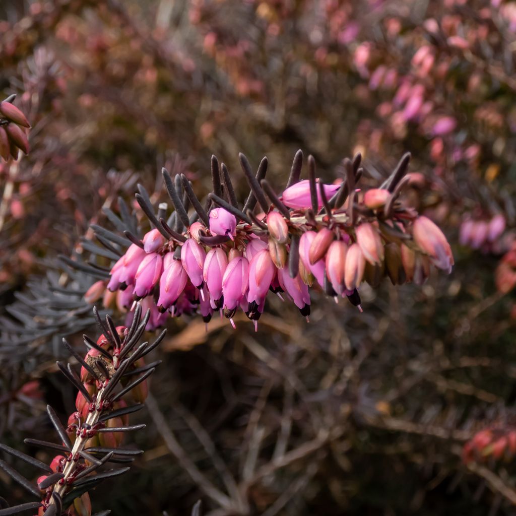 Kaunokellokanerva Kramer's Rote