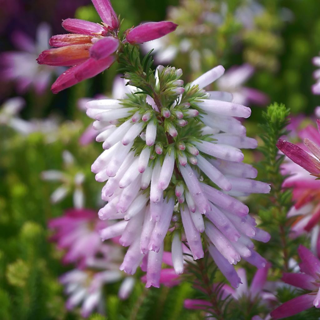 Kiehkurakellokanerva - Erica verticillata