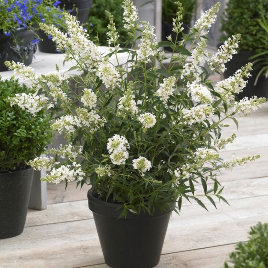 Syyssyrikkä Flower Tower White