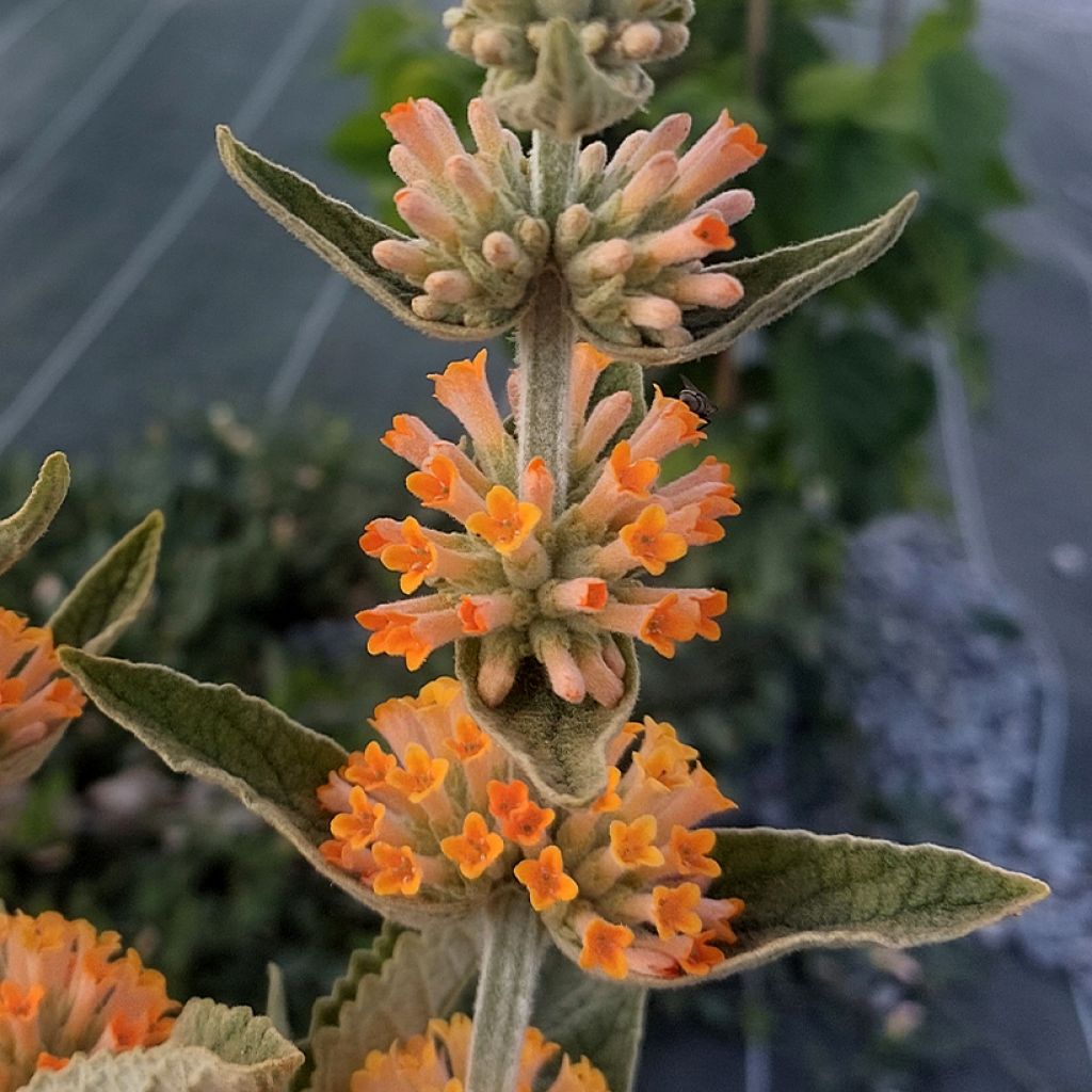 Syyssyrikkä Orange Sceptre