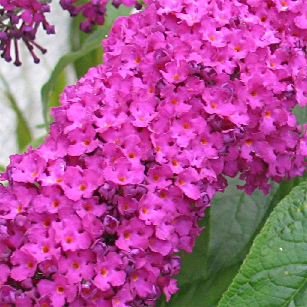 Syyssyrikkä Royal Red