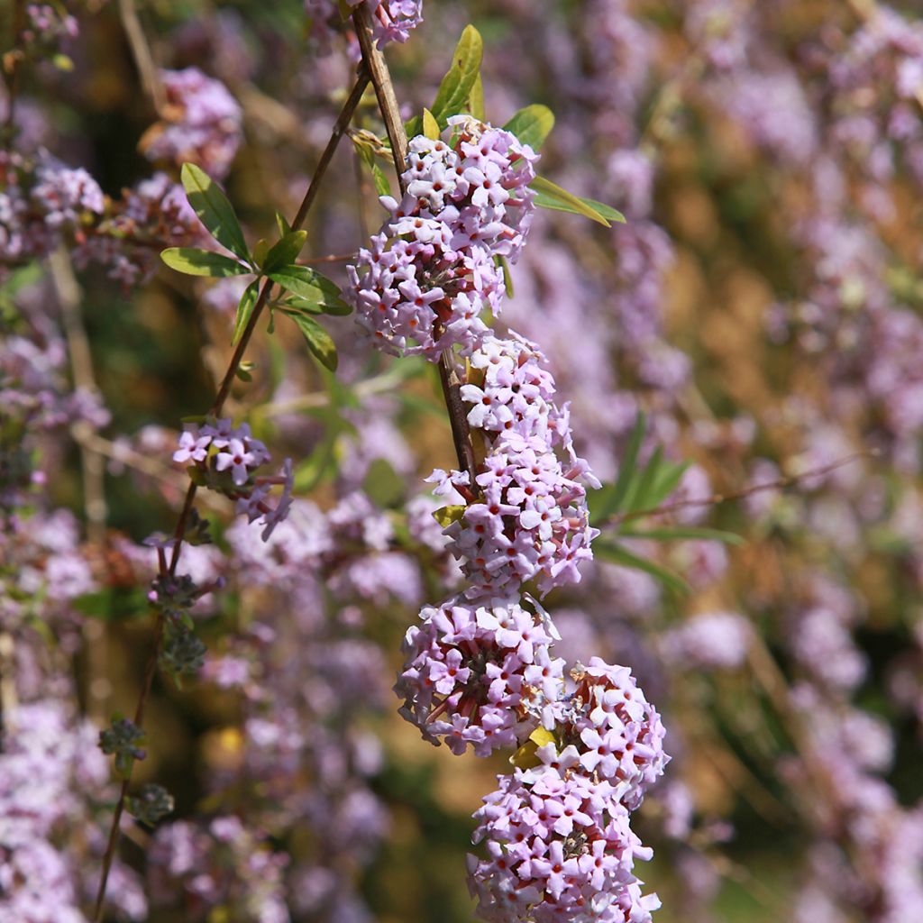 Kesäsyrikkä - Buddleja alternifolia