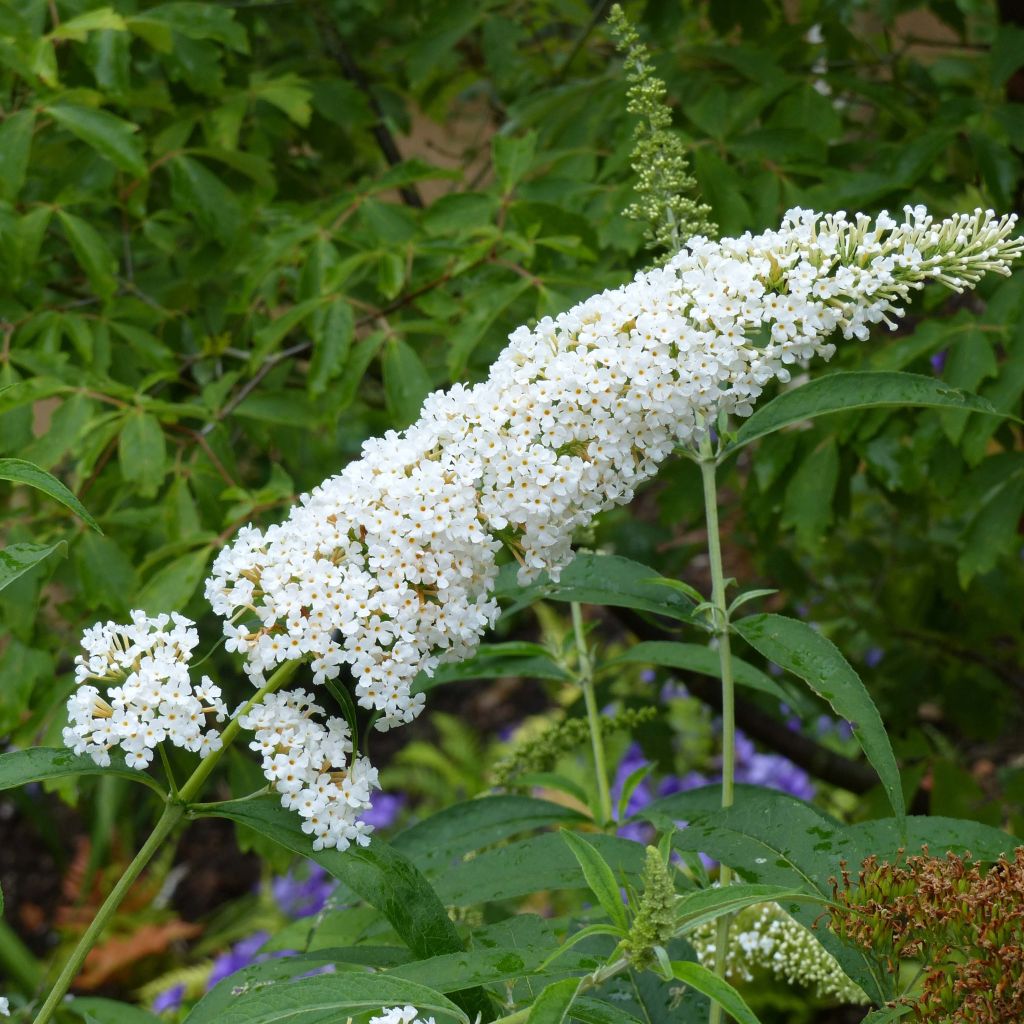 Syrikä Rêve de Papillon White