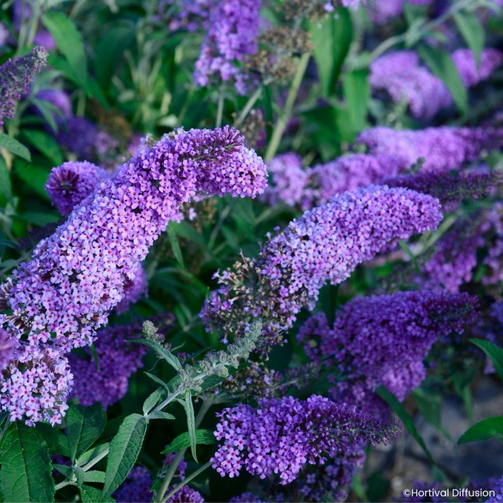 Syyssyrikkä Rêve de de Papillon Lavender