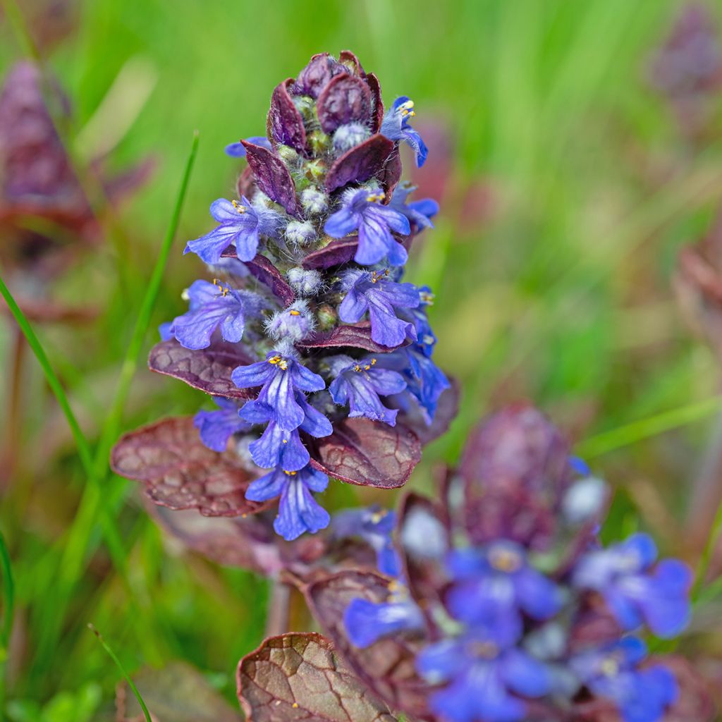Rönsyakankaali Atropurpurea