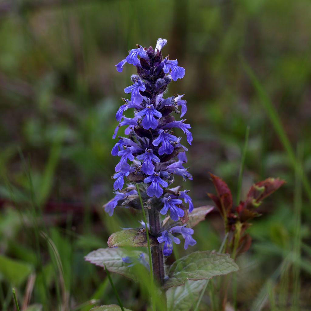 Rönsyakankaali Atropurpurea