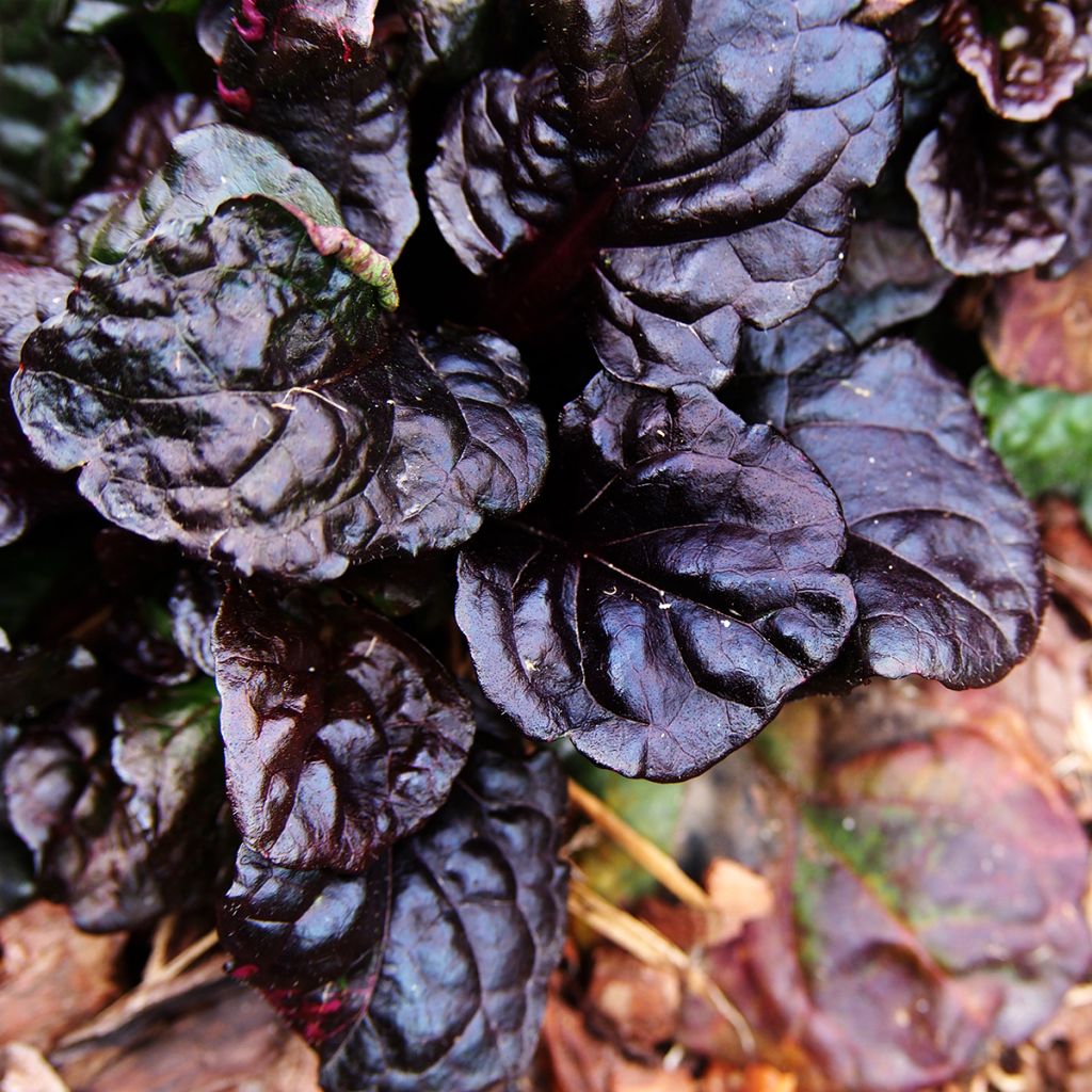 Rönsyakankaali Black Scallop