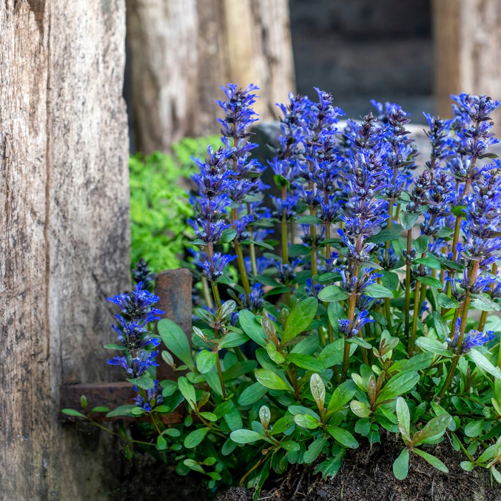 Rönsyakankaali - Ajuga reptans