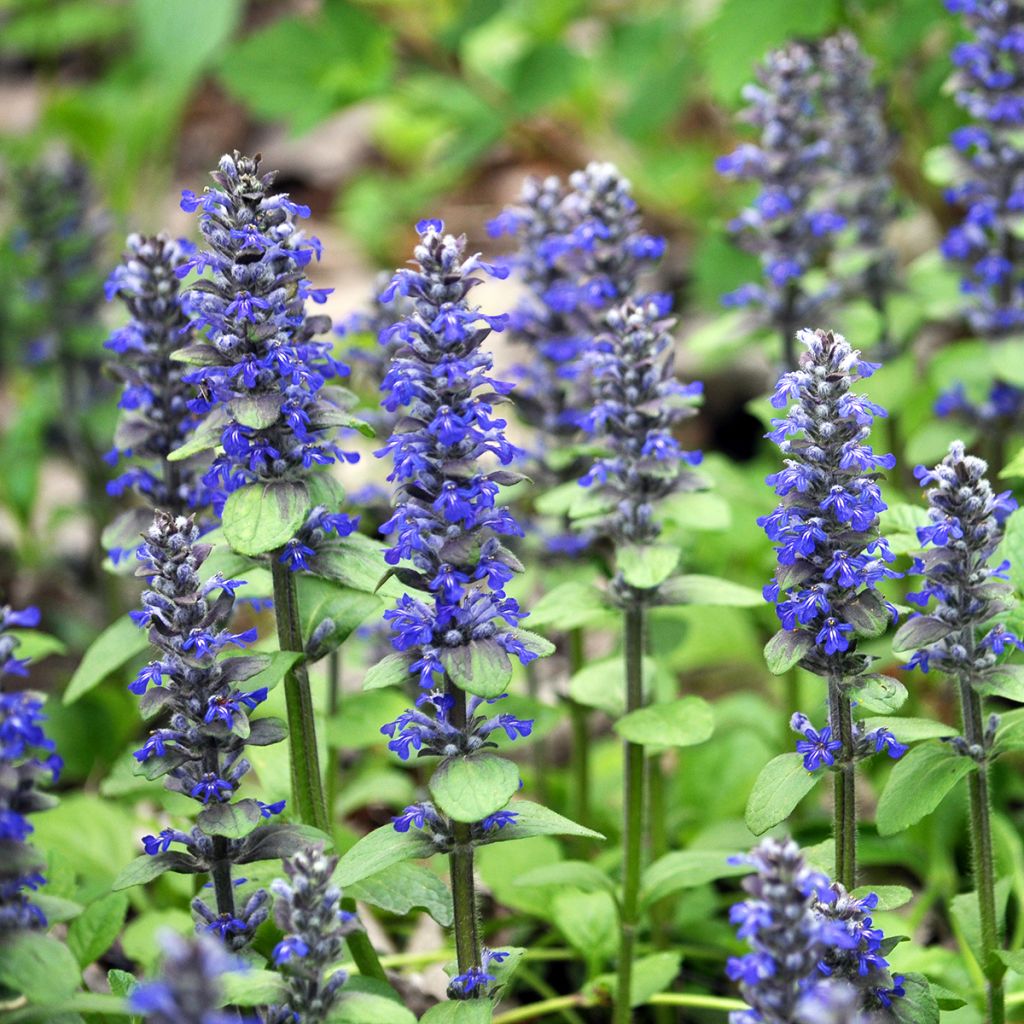 Rönsyakankaali - Ajuga reptans