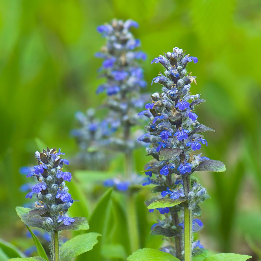 Rönsyakankaali - Ajuga reptans