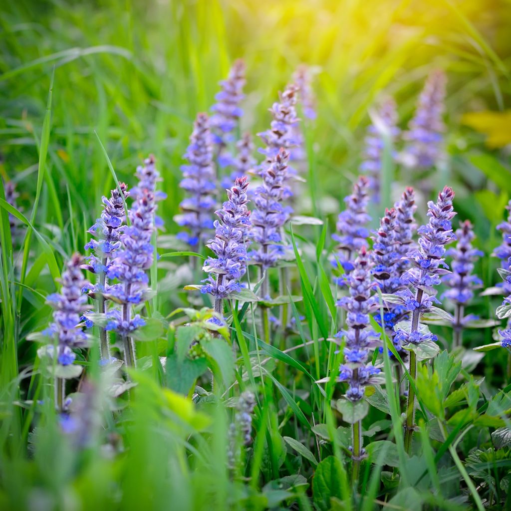 Rönsyakankaali - Ajuga reptans