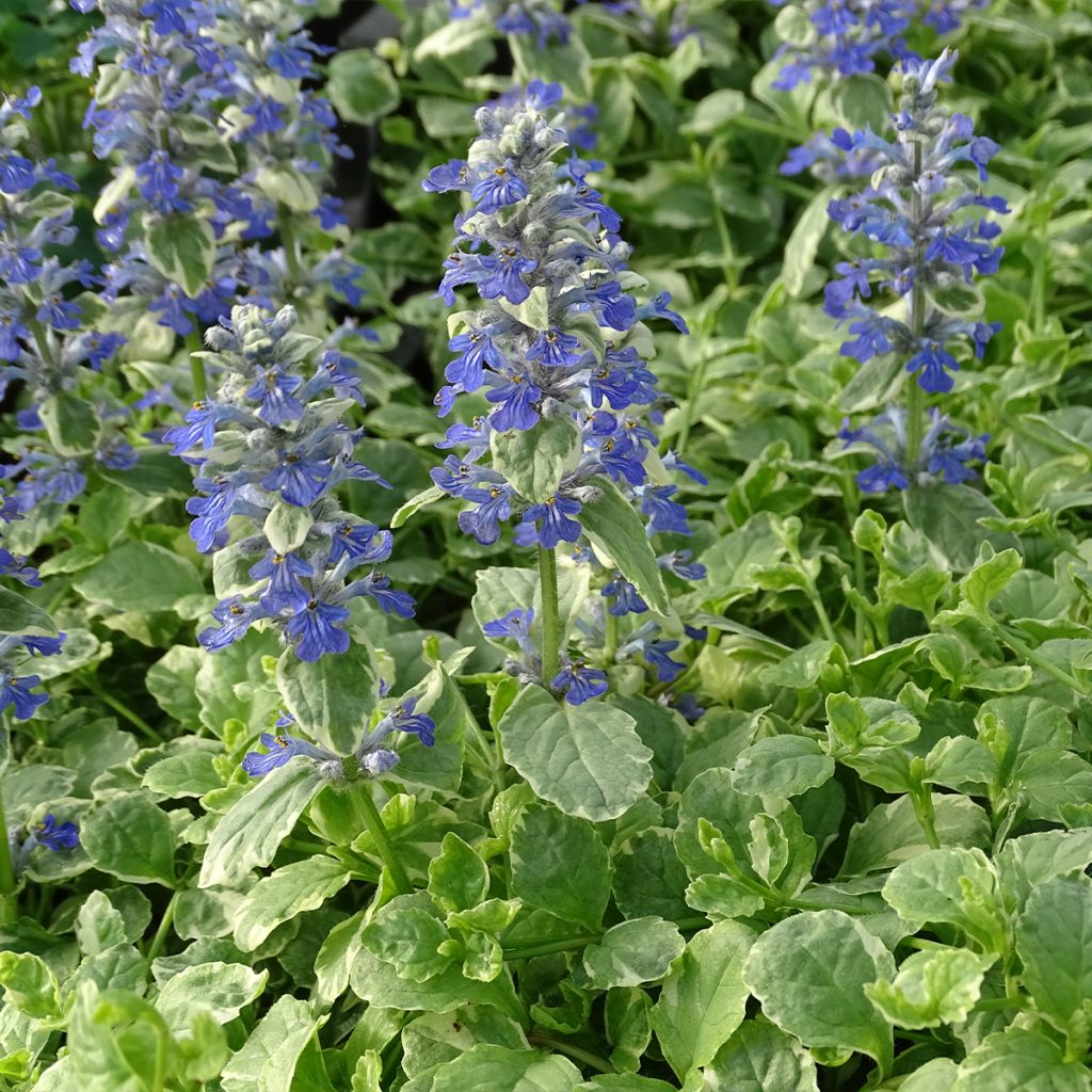 Rönsyakankaali Variegata