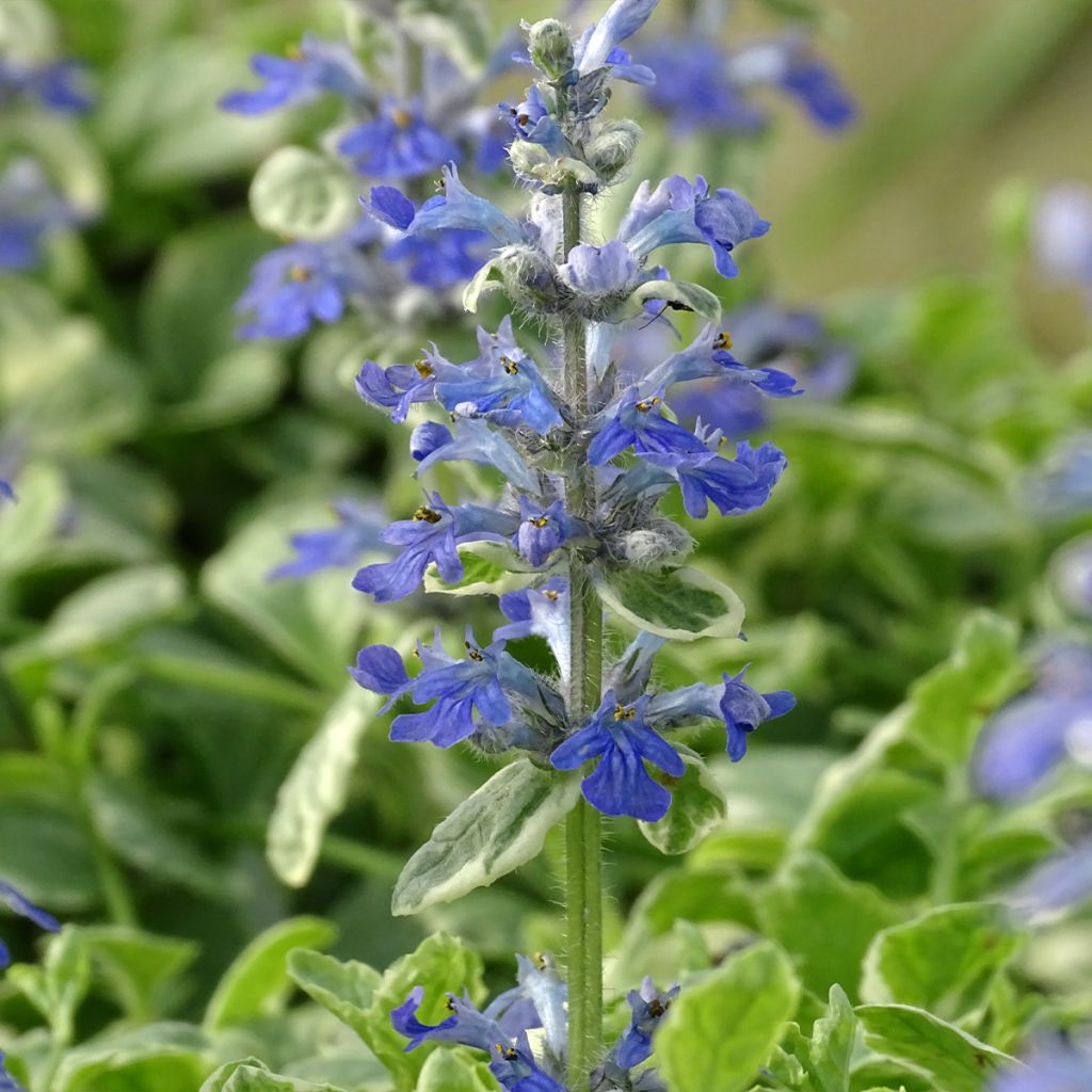 Rönsyakankaali Variegata