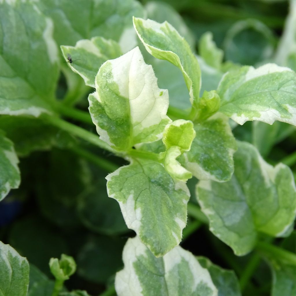 Rönsyakankaali Variegata